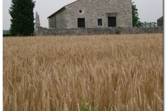 Madrisio-Madone-Taviele