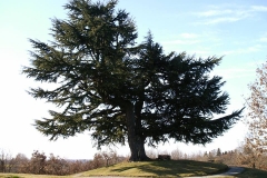 Parco del Cjastenar