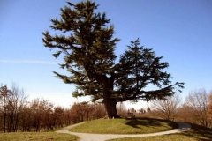 Parco-del-Cjastenar