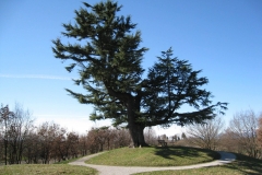 Il Cjastenar