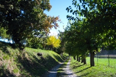 Gelsi a Fagagna